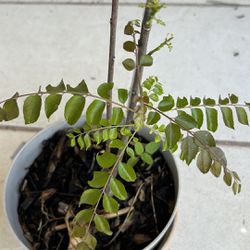 CURRY LEAVES PLANT 