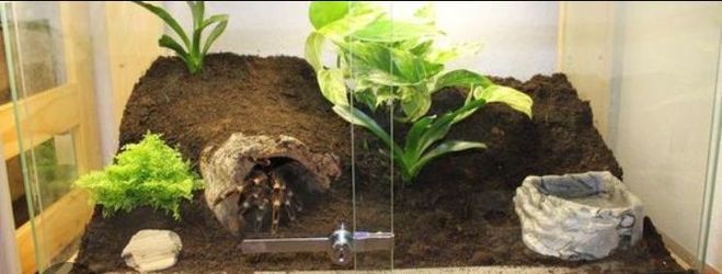 Mexican Flame knee Tarantula setup