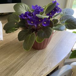African Violet Live Plant