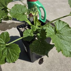 Cucumber Plants