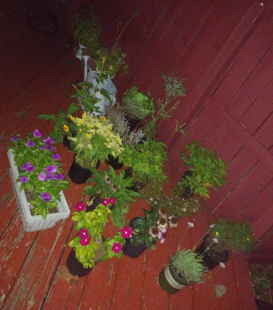 Plants for sale tomorrow Sep 28th Saturday from 9-4 at 163 River City Blvd 63125. Garden and house p