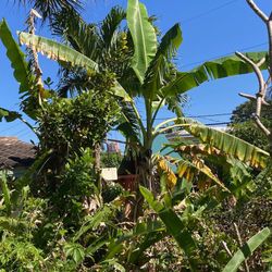10-12ft Banana Tree