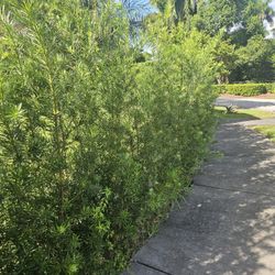 podocarpus  over 4 feet tall Instant Privacy Hedge For Fence Green Full Ready 