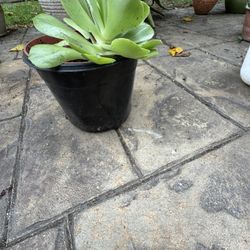 Aeonium, succulent