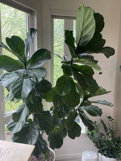 indoor plants with pots Ryan Self-Watering Plant Pots