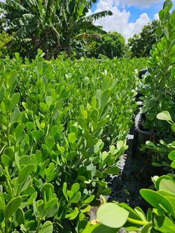clusias podocarpus  Only  instant privacy  Hedge  for fences  about  4 feet tall