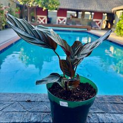 Calathea ornata 6” pot b