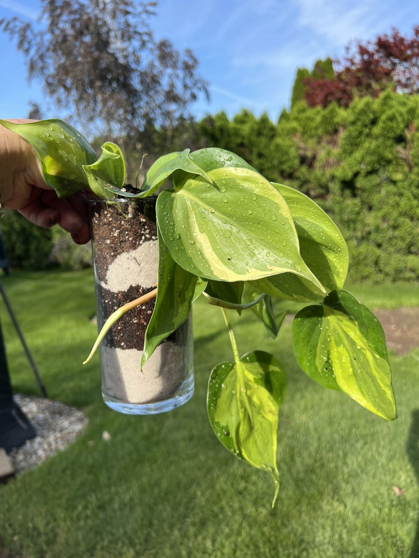 Housplants