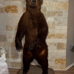Bear Taxidermy 