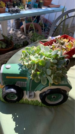 Plant