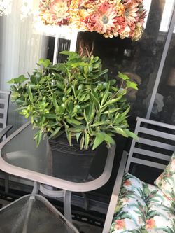 Large gorgeous succulent garden pot