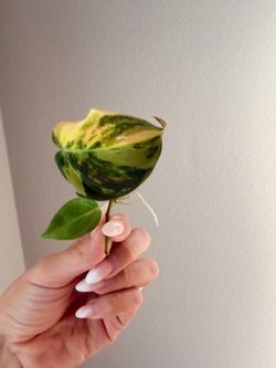 Philodendron Micans Aurea Cutting