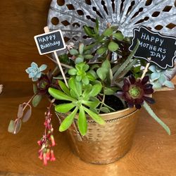 Medium Size Brass pot full of a variety of succulents 