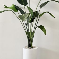 plant bird of paradise artificially 