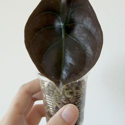Alocasia Cuprea