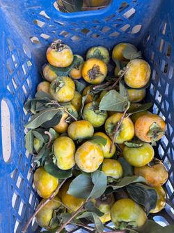Fresh Picked Persimmons –