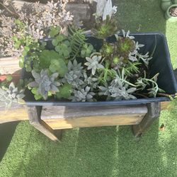 BEAUTIFUL SUCCULENTS 🌸🌸🌷🌷🌺🌺