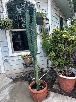 planta de cactus