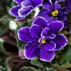Violet