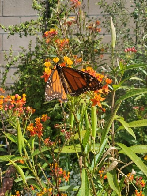 #7 Milkweed Butterflies garden Milkweed Attracts monarchs.  All  plants are propagated To prevent Toxicity  1 gal pot 
