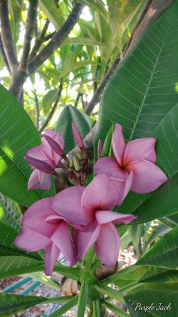 Plumeria JJ Purple Jack Cutting