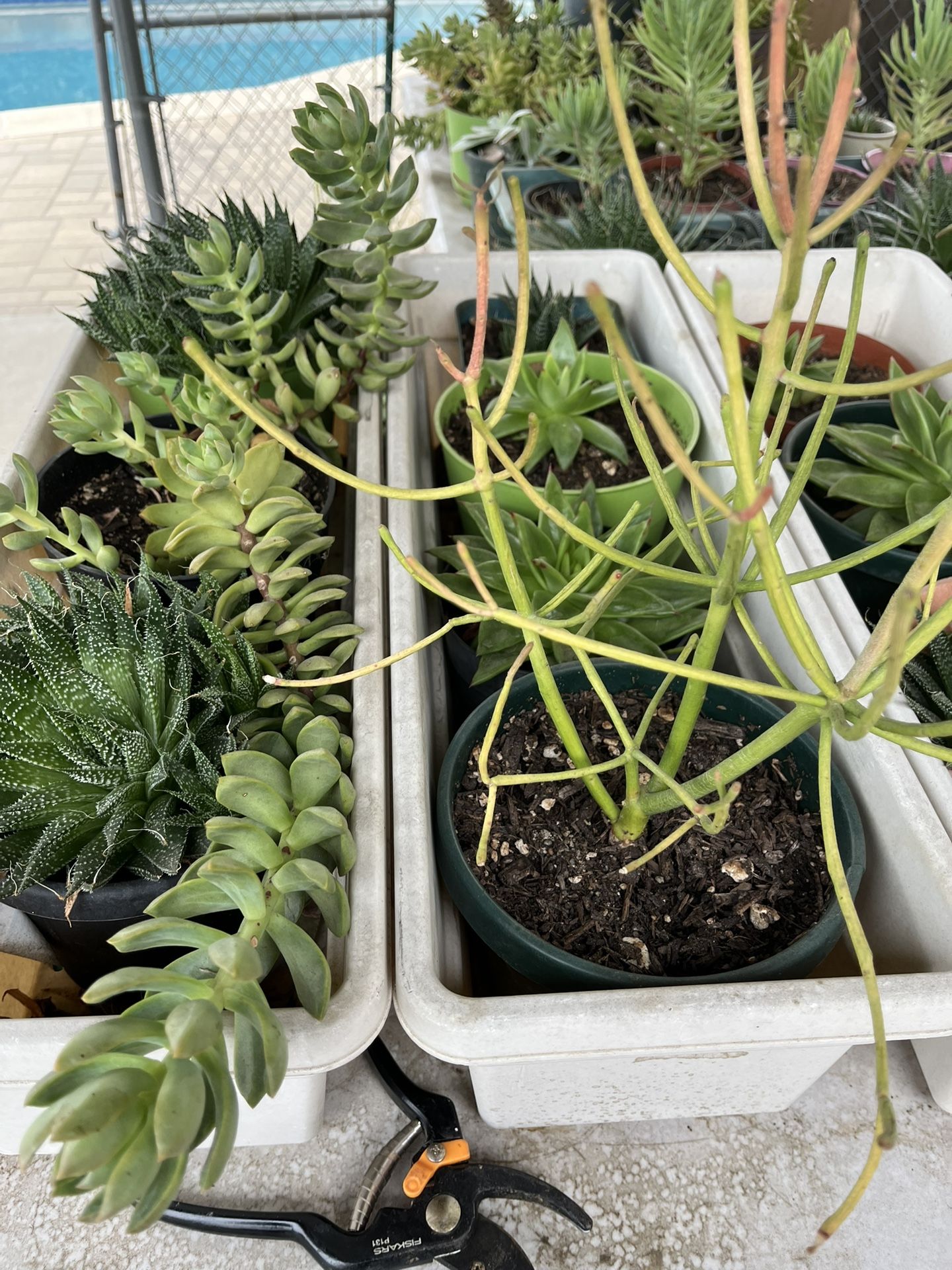 Succulents & Cactus