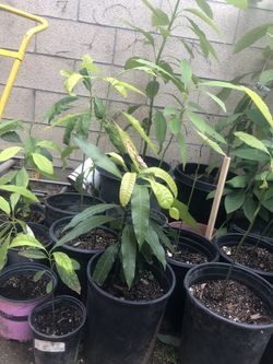 Avocado tree 2ft