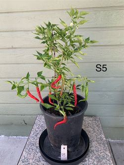 S5- Er Jing Tiao Chili Pepper Plant 二荊條辣椒