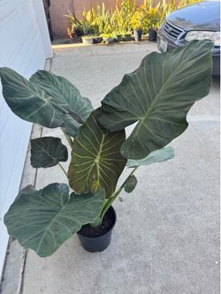 Big elephant ear plant