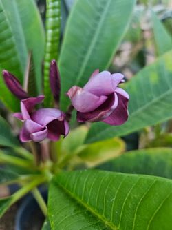 Purple Plumeria