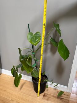 Monstera plant