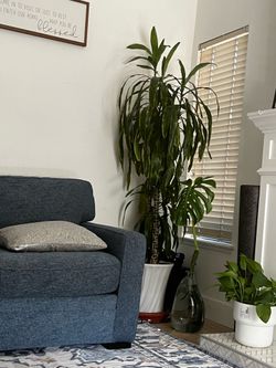 Large plant