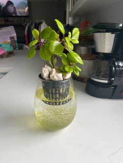 Millonaria planta