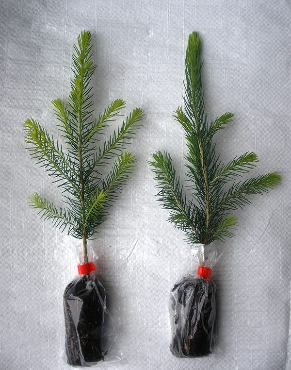 norway spruce seedlings for sale norway spruce seedlings for sale