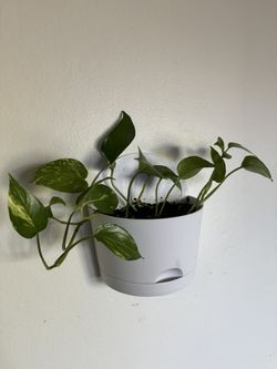Half-Circle Self-Watering Wall Planter With Pothos