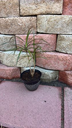 Dragon tree 18 inches tall