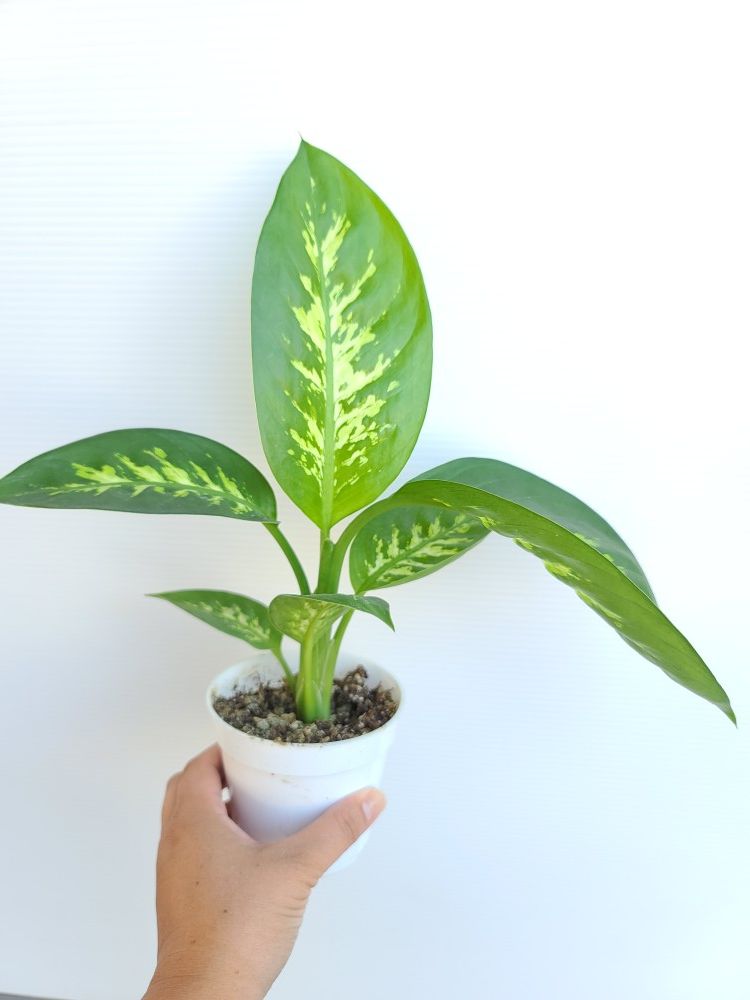 Dieffenbachia Dumb Cane plant