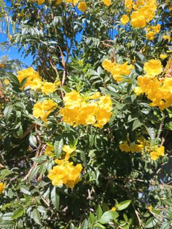 Yellow bells .. bushes in 5 gallons..
