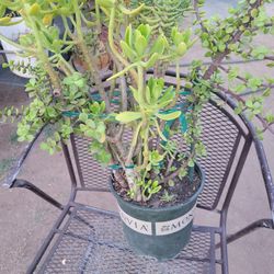 Good Size Succulents Plants...4 Kinds In 1 Pot