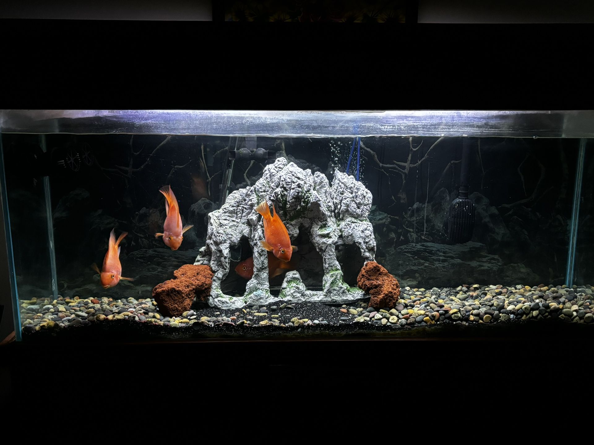 Fish Tank