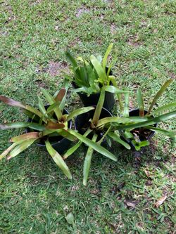 Bromeliads **From $3 to $5** Small to Medium Bromeliad Plants