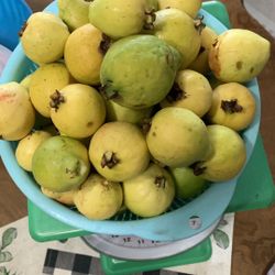 Fresh Guava 3$/ Pound Ổi Ngọt Mới Hái