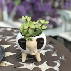 $5 Elephant ear Jade plant