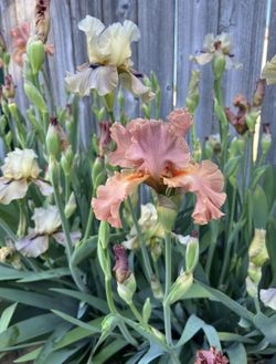 Bearded Iris Bulbs