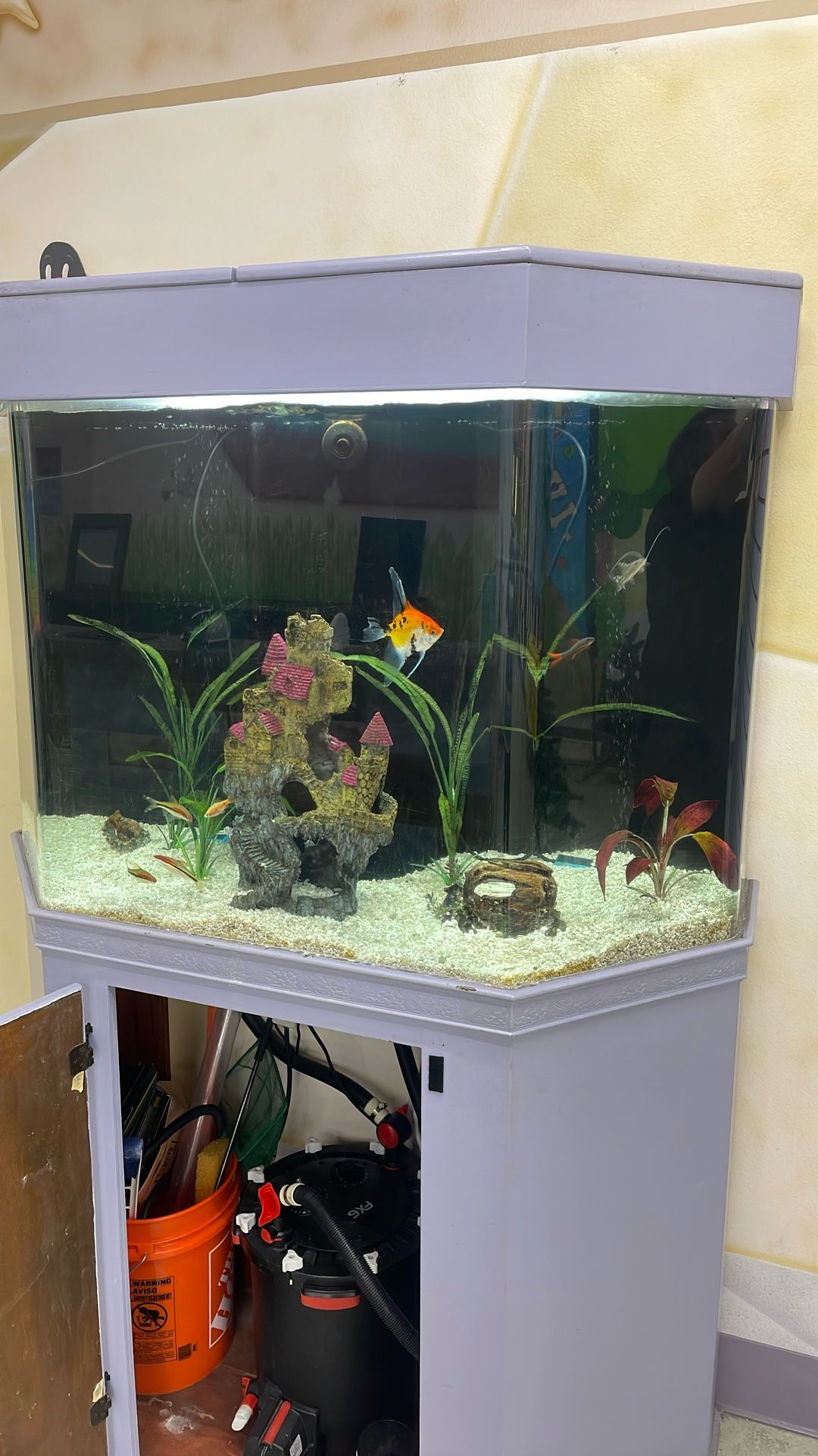 100 Gallon Freshwater tank with stand and filter