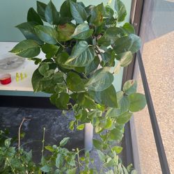 5 Of 5 🌿 Golden Pothos House Plant 🌿