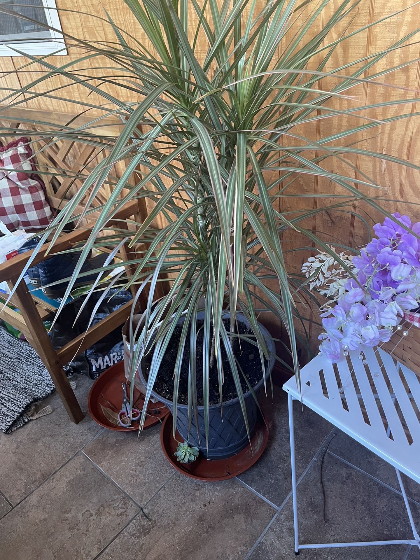 Plants