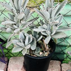 Succulent Plants