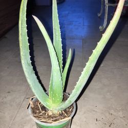Pup Organic Aloe Vera Plants
