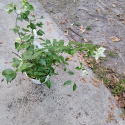 Bougainvillea Plant 